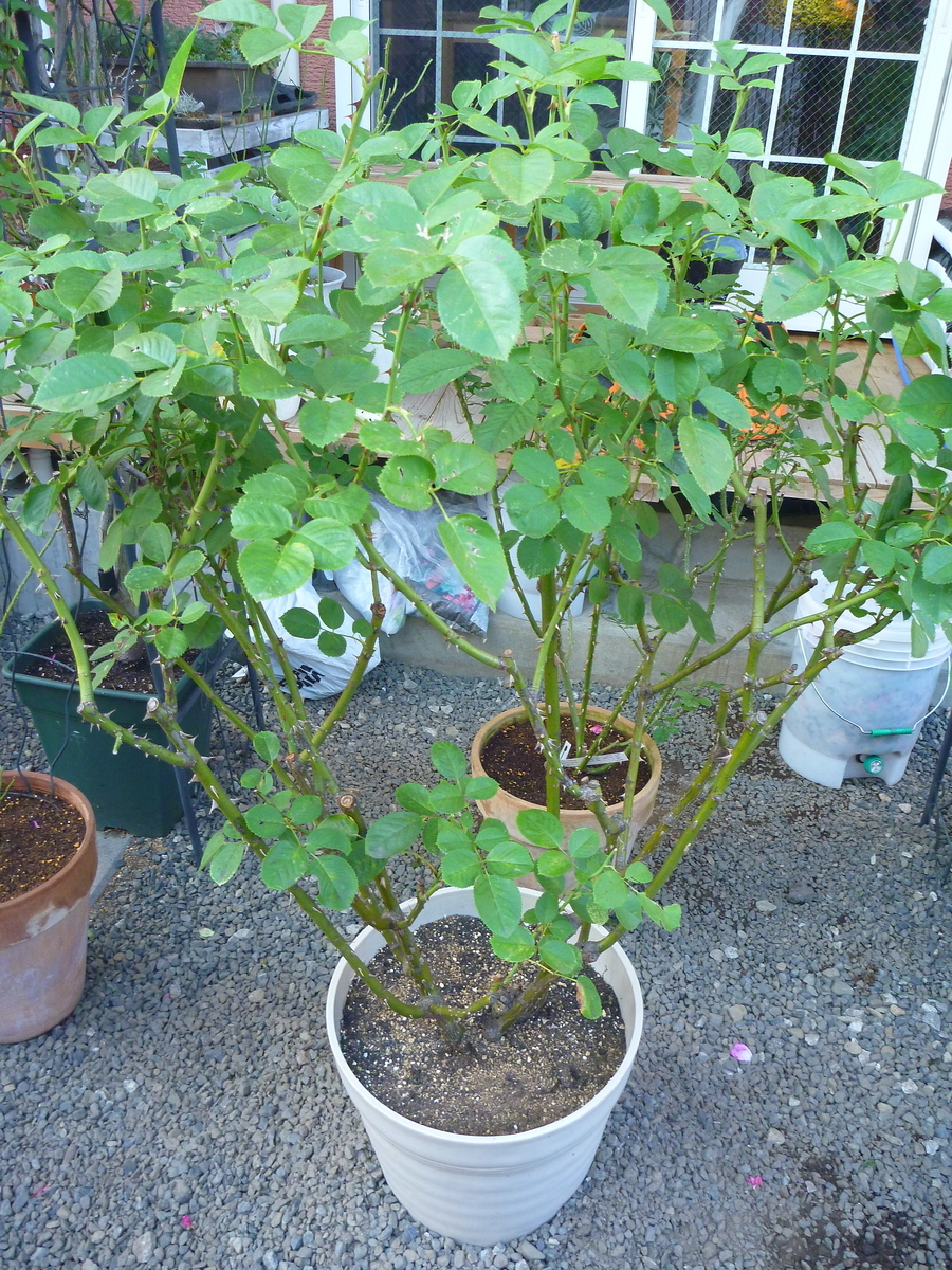 f:id:verandarosegarden:20191110124358j:plain f:id:verandarosegarden:20191110124358j:plain