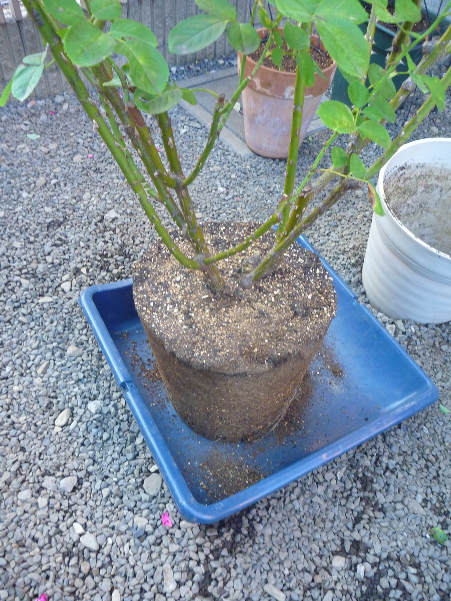 f:id:verandarosegarden:20191110124509j:plain f:id:verandarosegarden:20191110124509j:plain