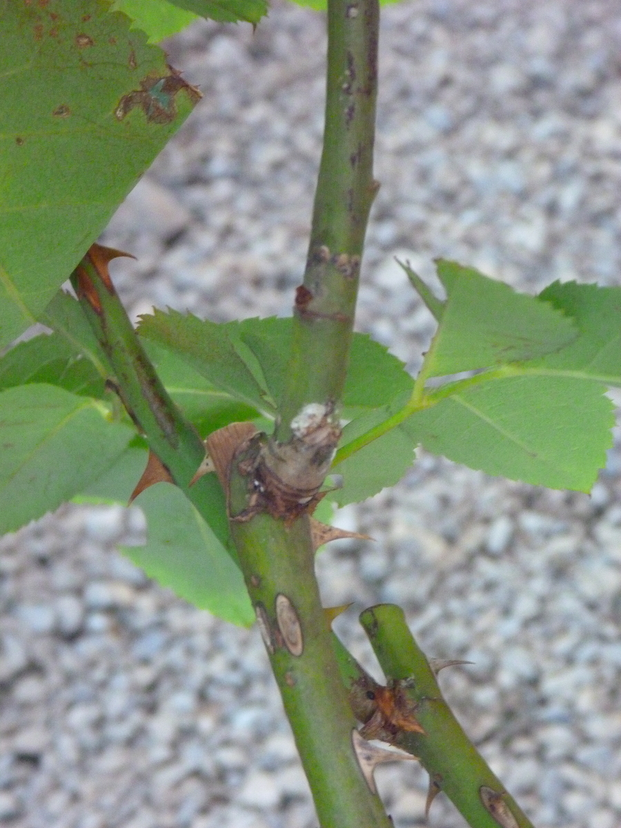 f:id:verandarosegarden:20191110124813j:plain f:id:verandarosegarden:20191110124813j:plain