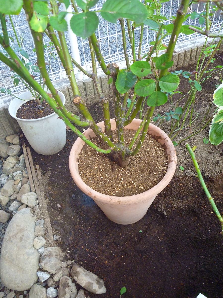 f:id:verandarosegarden:20191110125025j:plain f:id:verandarosegarden:20191110125025j:plain