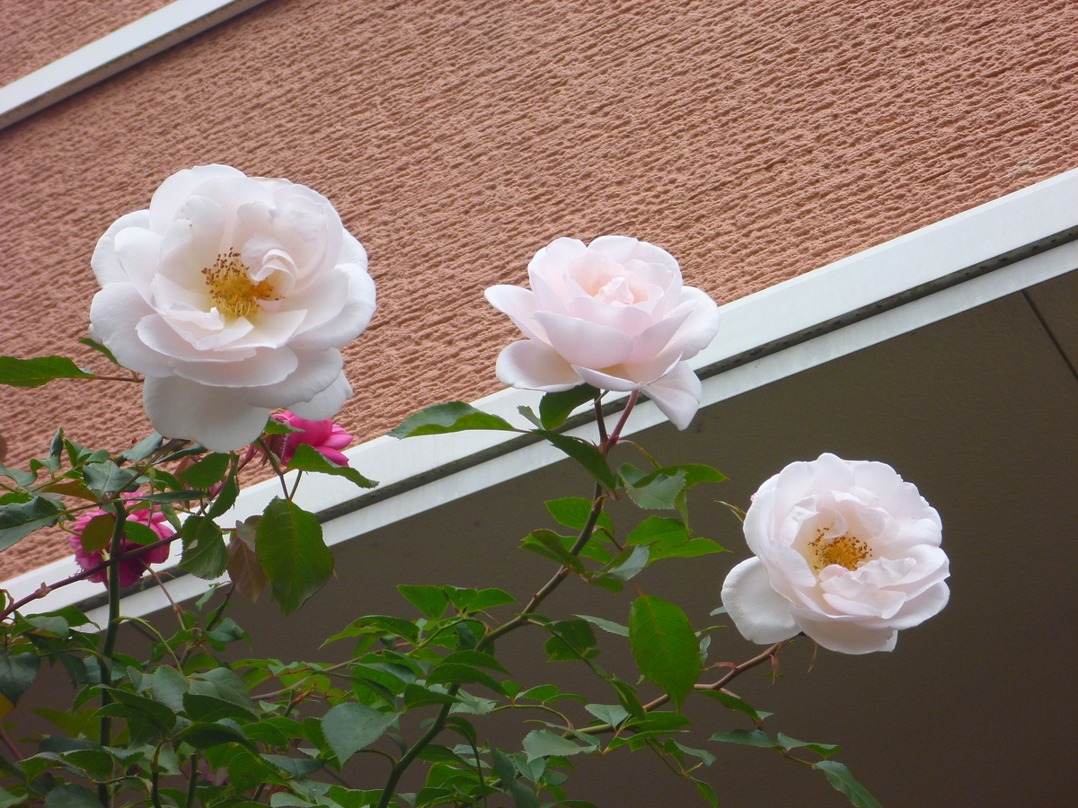 f:id:verandarosegarden:20191113141457j:plain f:id:verandarosegarden:20191113141457j:plain