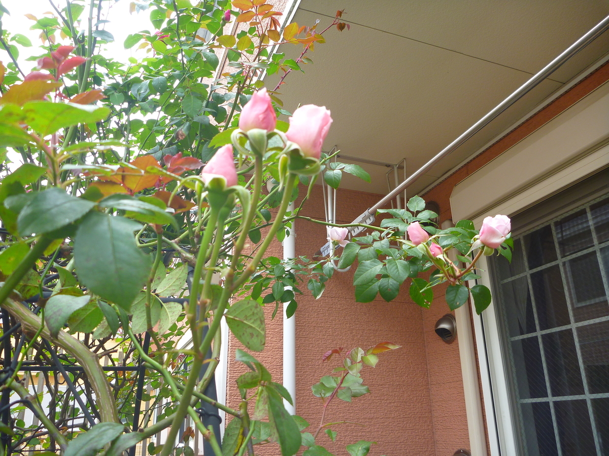 f:id:verandarosegarden:20191113142704j:plain f:id:verandarosegarden:20191113142704j:plain