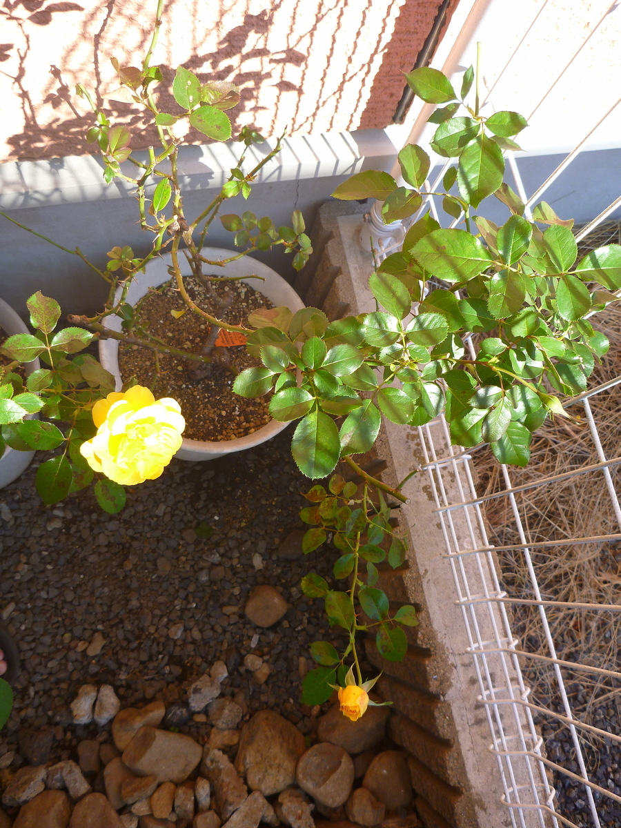 f:id:verandarosegarden:20191116160547j:plain