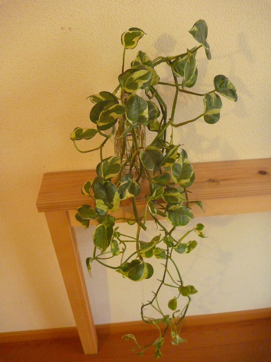 f:id:verandarosegarden:20191213133510j:plain f:id:verandarosegarden:20191213133510j:plain