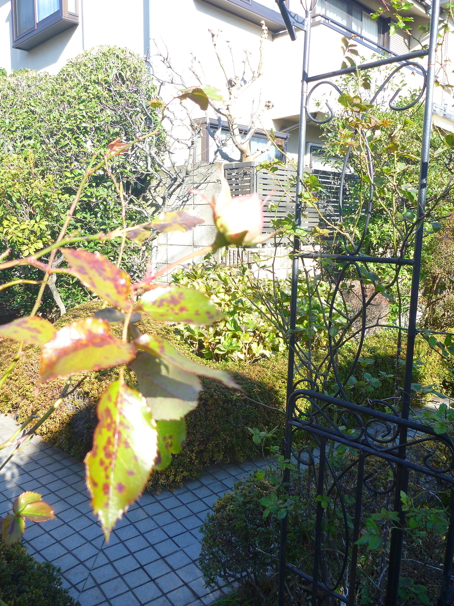 f:id:verandarosegarden:20200106202328j:plain f:id:verandarosegarden:20200106202328j:plain