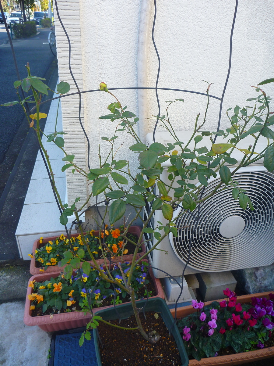 f:id:verandarosegarden:20200120072027j:plain f:id:verandarosegarden:20200120072027j:plain