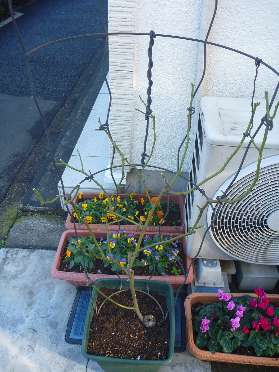 f:id:verandarosegarden:20200120073048j:plain f:id:verandarosegarden:20200120073048j:plain