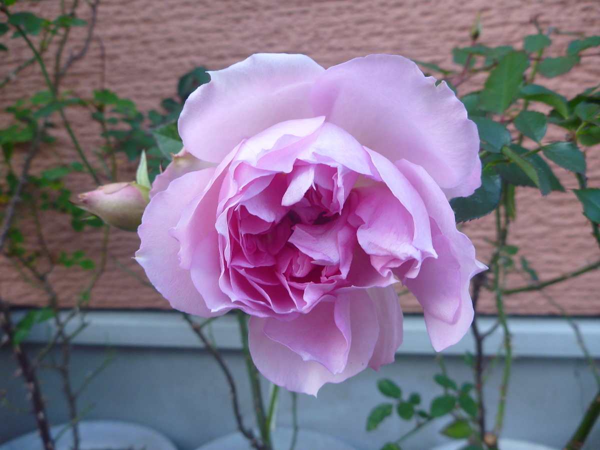 f:id:verandarosegarden:20200120174249j:plain f:id:verandarosegarden:20200120174249j:plain