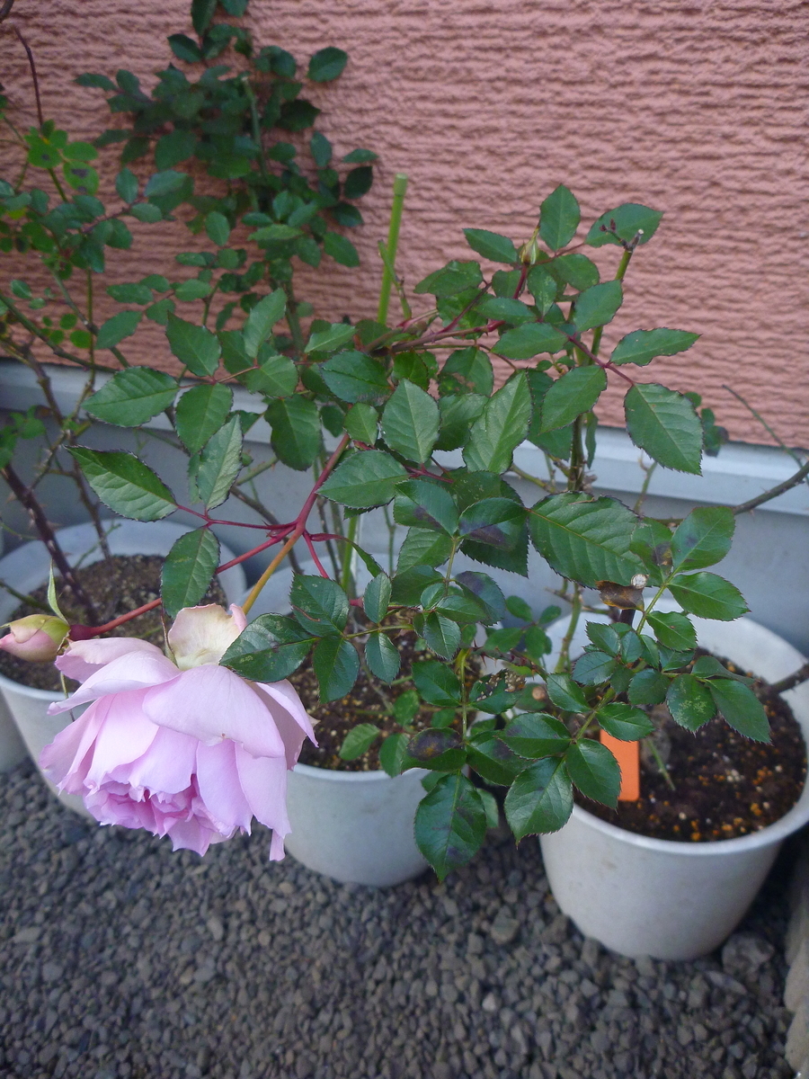 f:id:verandarosegarden:20200120174804j:plain f:id:verandarosegarden:20200120174804j:plain