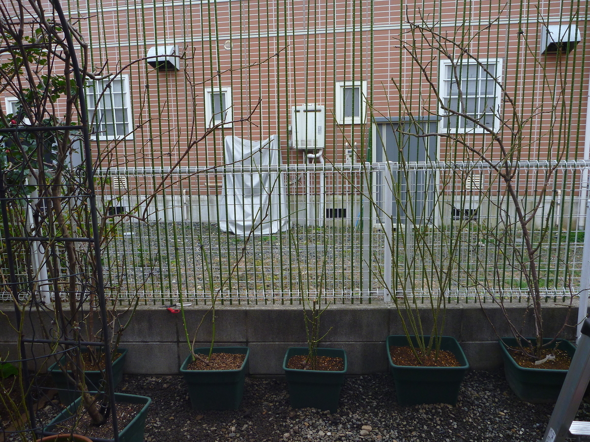 f:id:verandarosegarden:20200125174856j:plain f:id:verandarosegarden:20200125174856j:plain
