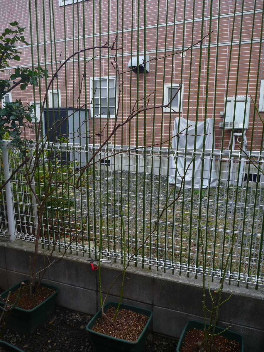 f:id:verandarosegarden:20200125174951j:plain f:id:verandarosegarden:20200125174951j:plain