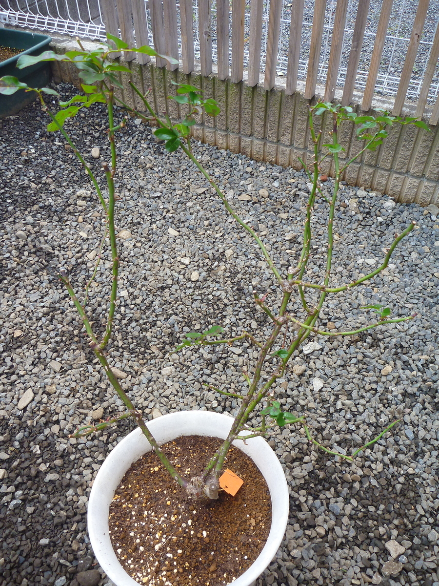 f:id:verandarosegarden:20200125175436j:plain f:id:verandarosegarden:20200125175436j:plain