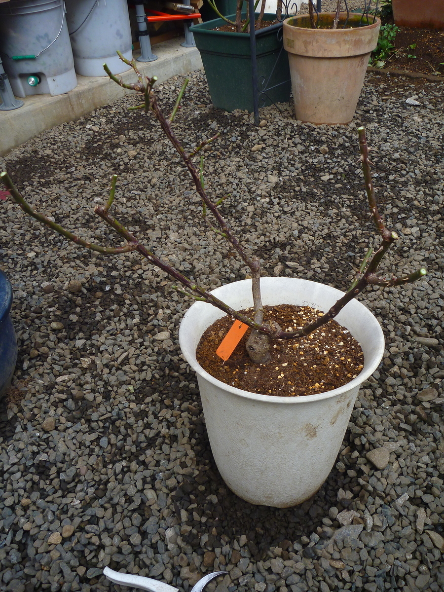 f:id:verandarosegarden:20200125175707j:plain f:id:verandarosegarden:20200125175707j:plain