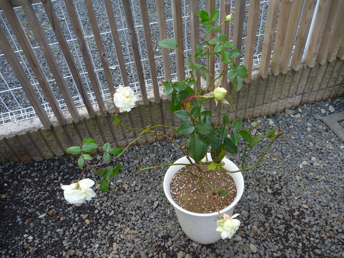 f:id:verandarosegarden:20200126092134j:plain