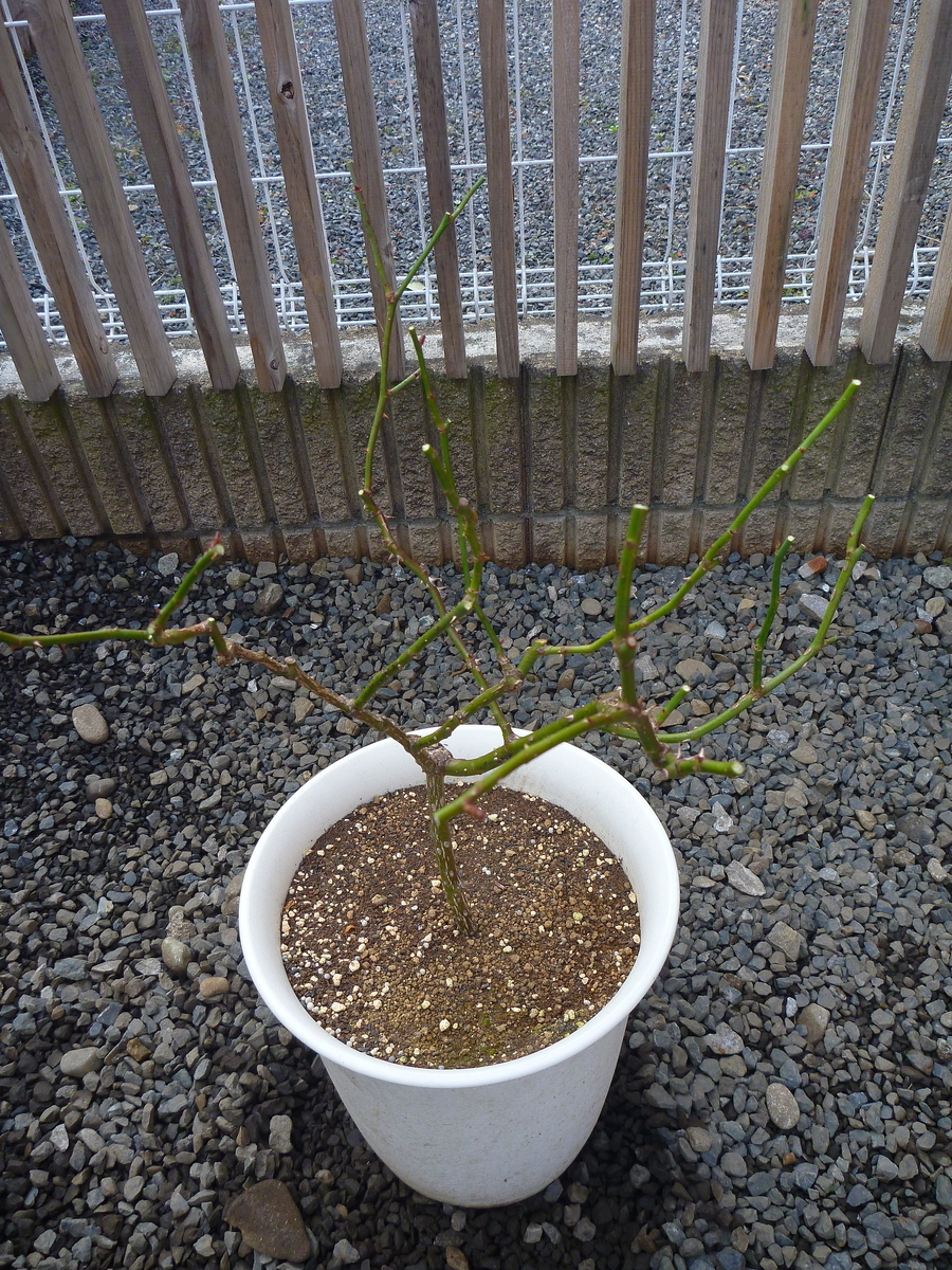 f:id:verandarosegarden:20200126092449j:plain