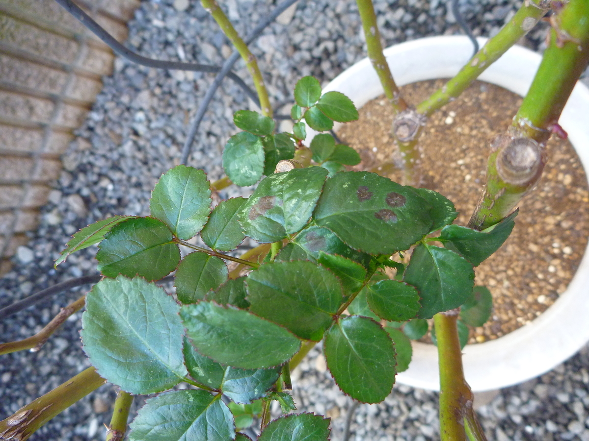 f:id:verandarosegarden:20200127101025j:plain f:id:verandarosegarden:20200127101025j:plain