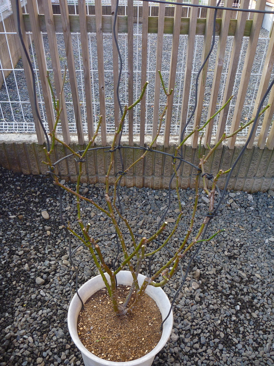 f:id:verandarosegarden:20200127101152j:plain f:id:verandarosegarden:20200127101152j:plain