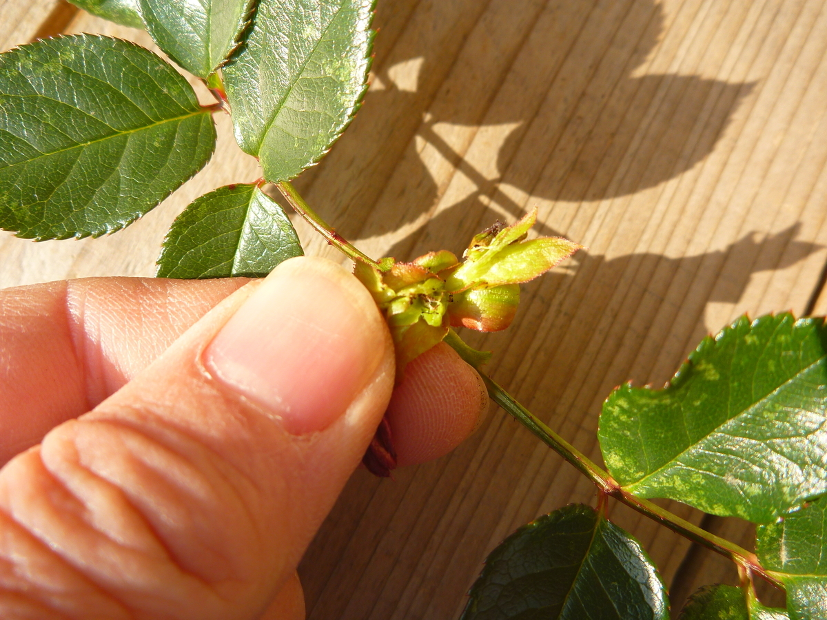 f:id:verandarosegarden:20200307145434j:plain f:id:verandarosegarden:20200307145434j:plain