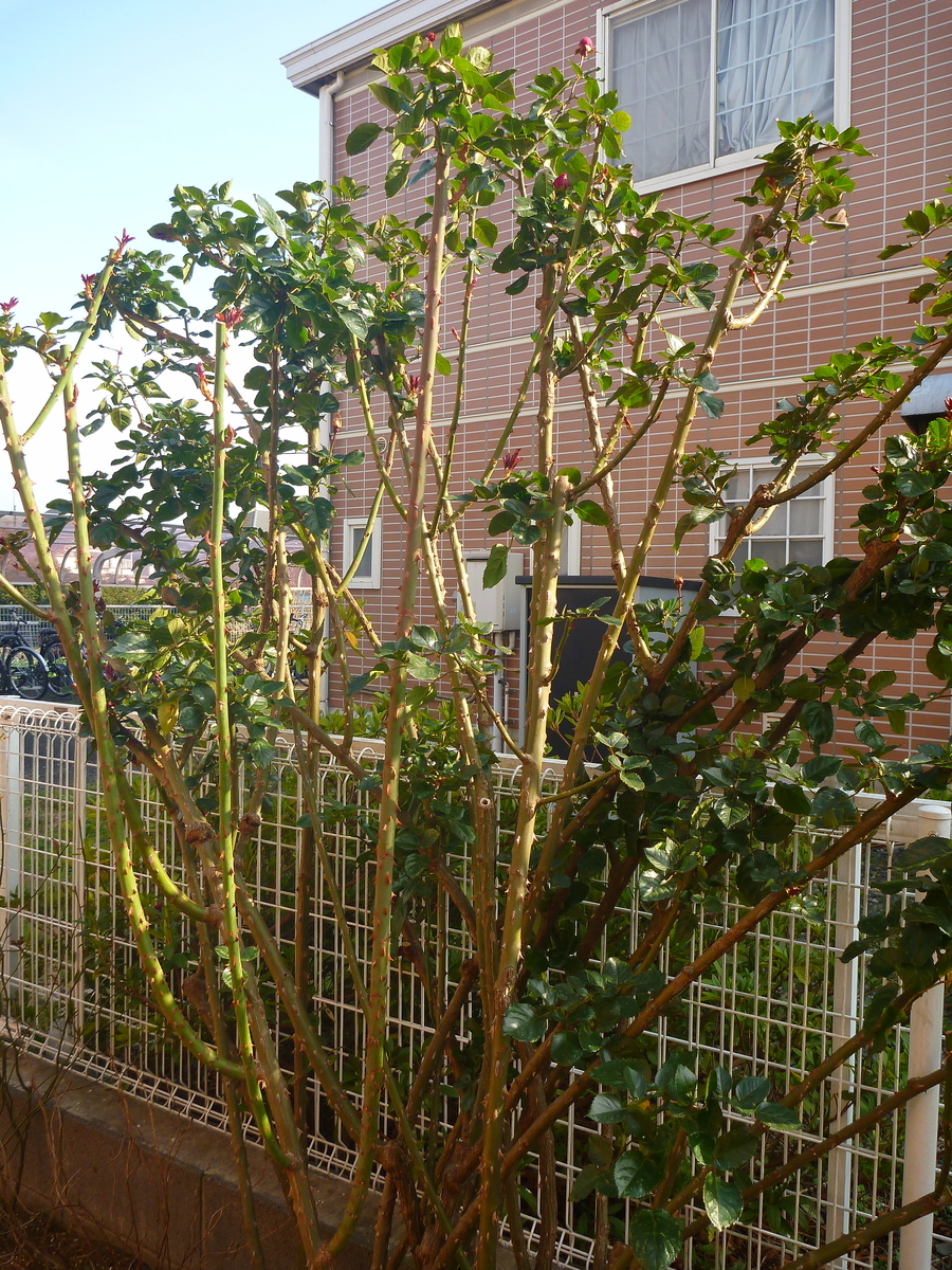 f:id:verandarosegarden:20200307151119j:plain f:id:verandarosegarden:20200307151119j:plain