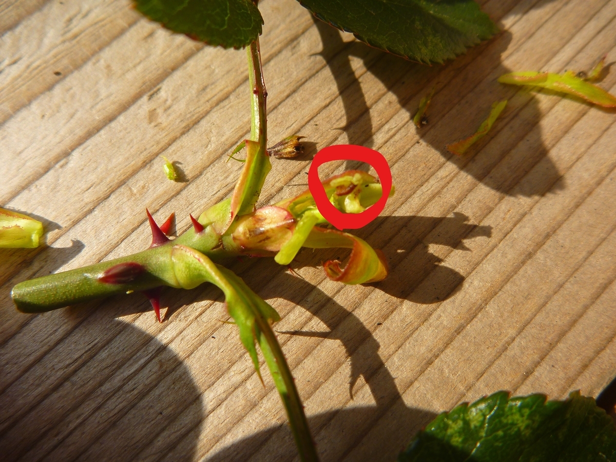 f:id:verandarosegarden:20200308095718j:plain f:id:verandarosegarden:20200308095718j:plain