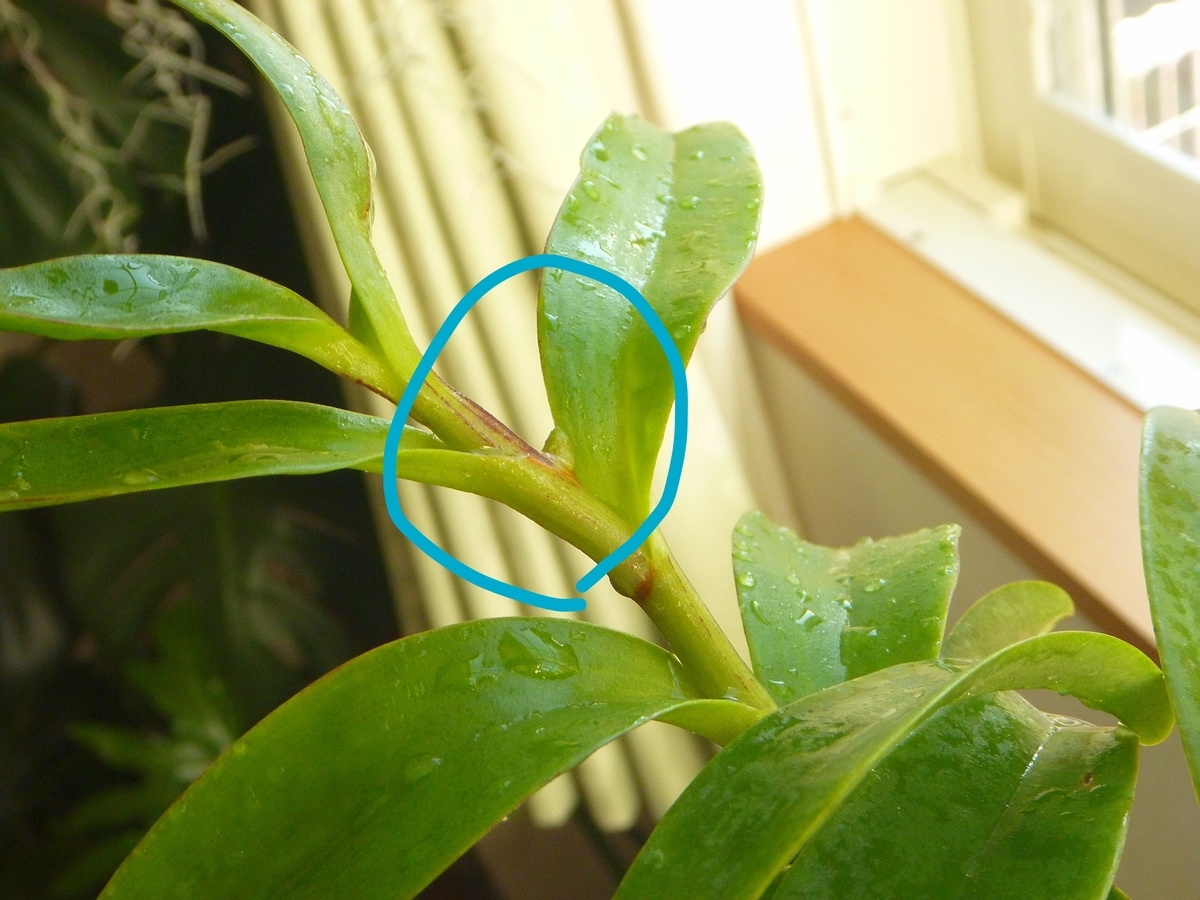 f:id:verandarosegarden:20200320082543j:plain f:id:verandarosegarden:20200320082543j:plain