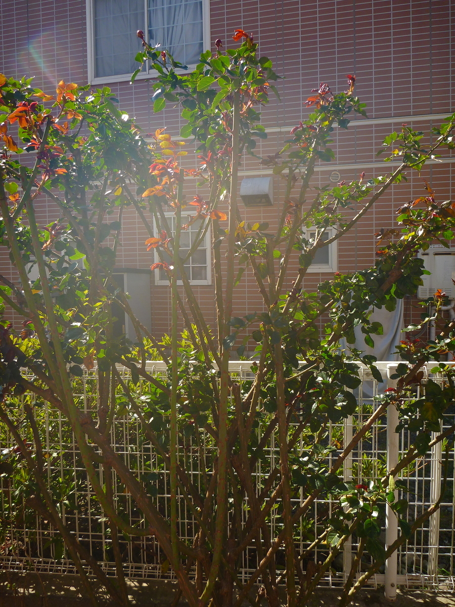 f:id:verandarosegarden:20200320113407j:plain