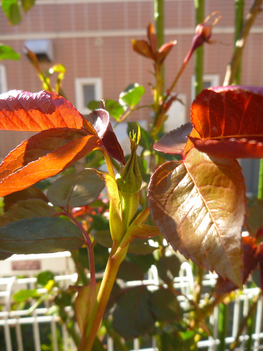 f:id:verandarosegarden:20200320113515j:plain