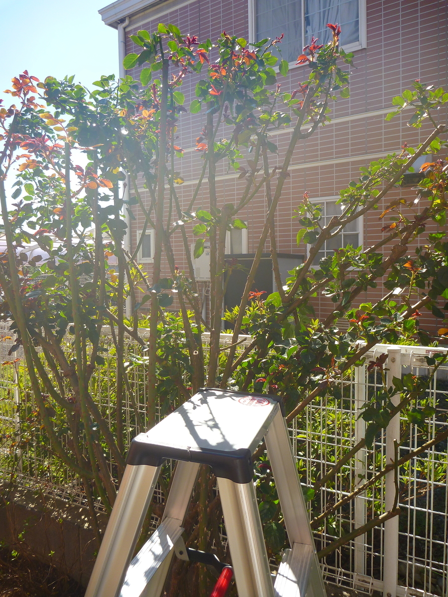 f:id:verandarosegarden:20200320113901j:plain