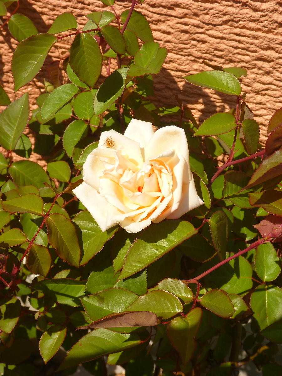 f:id:verandarosegarden:20200411162150j:plain f:id:verandarosegarden:20200411162150j:plain