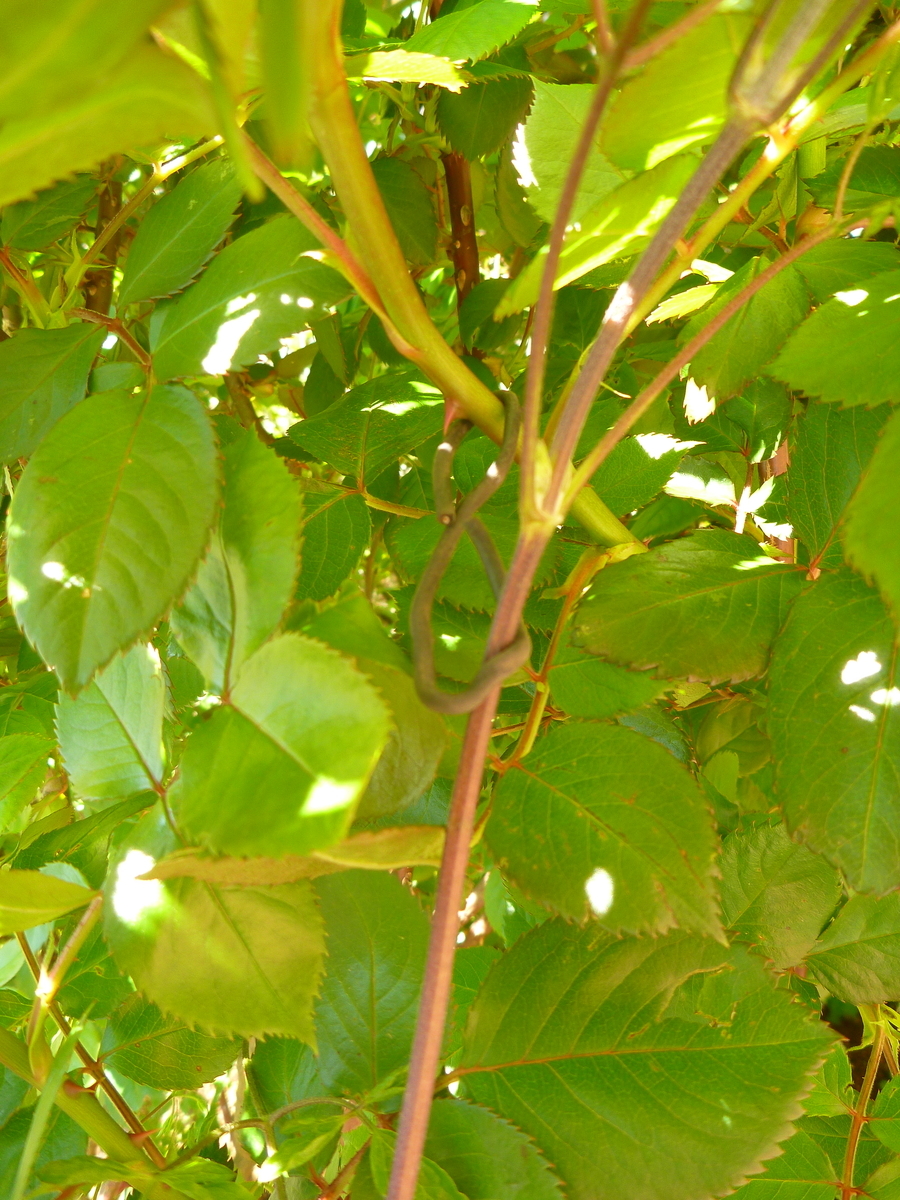 f:id:verandarosegarden:20200419184841j:plain f:id:verandarosegarden:20200419184841j:plain