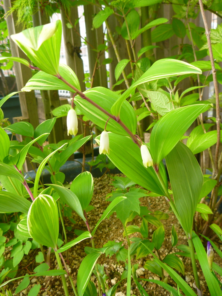 f:id:verandarosegarden:20200427083301j:plain f:id:verandarosegarden:20200427083301j:plain