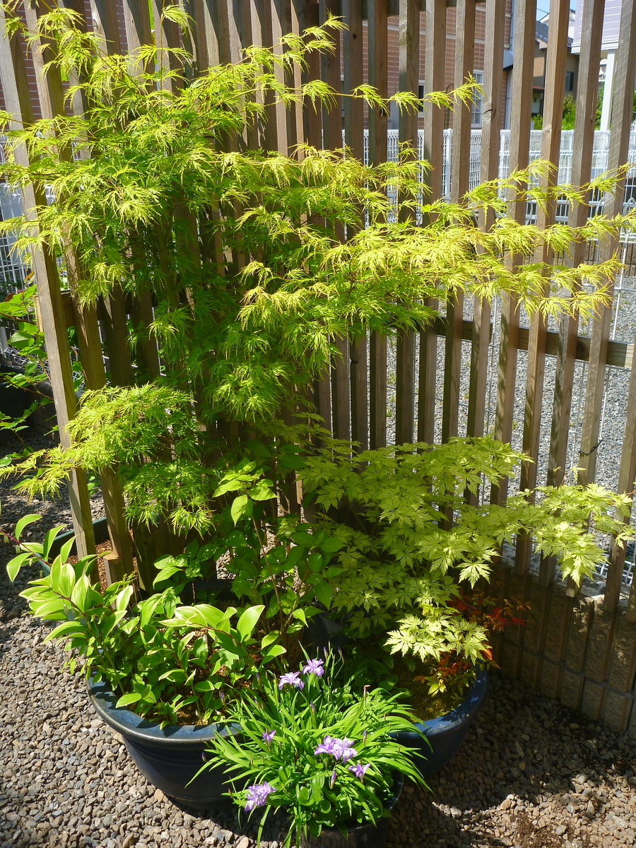 f:id:verandarosegarden:20200429103635j:plain f:id:verandarosegarden:20200429103635j:plain