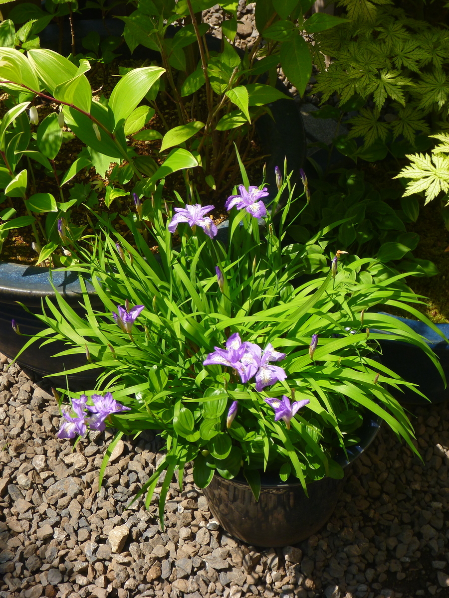 f:id:verandarosegarden:20200429103722j:plain f:id:verandarosegarden:20200429103722j:plain