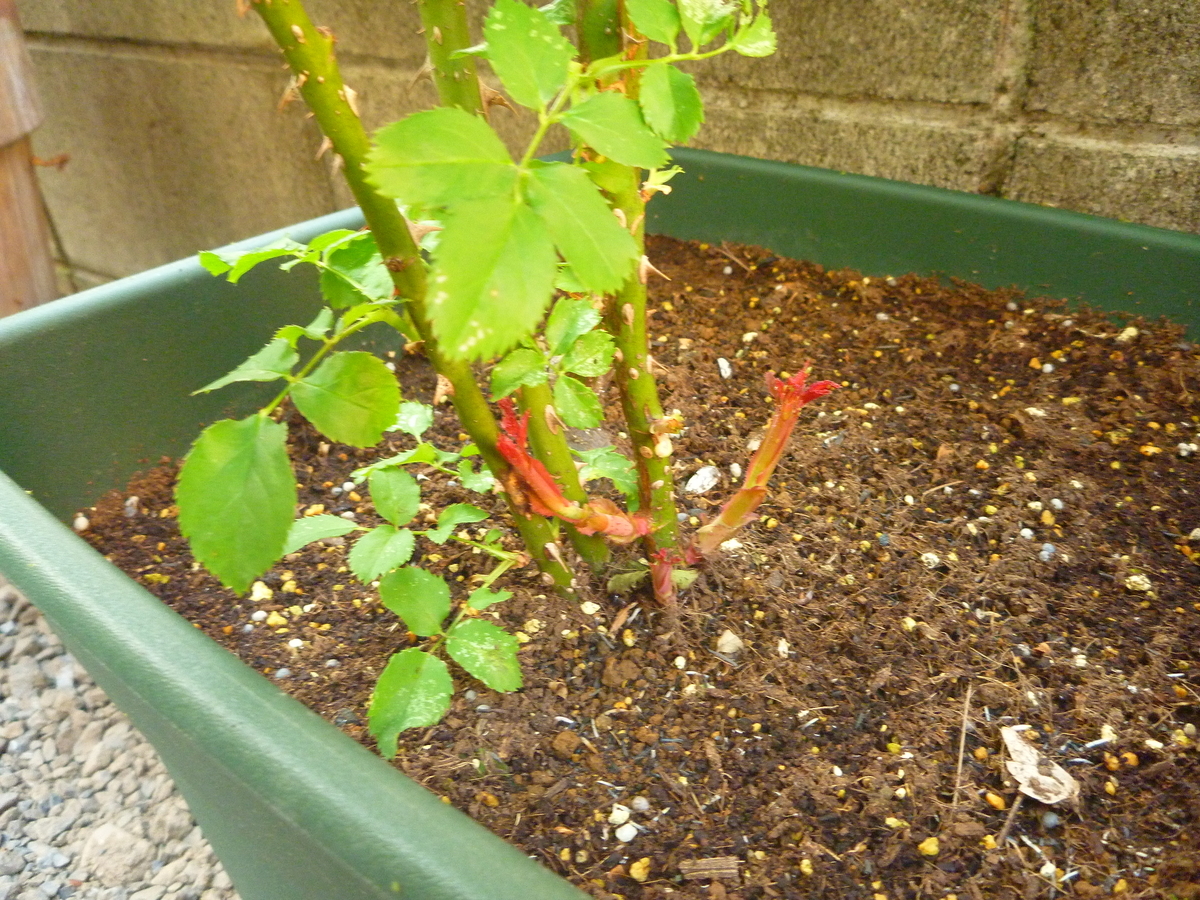 f:id:verandarosegarden:20200504192931j:plain f:id:verandarosegarden:20200504192931j:plain