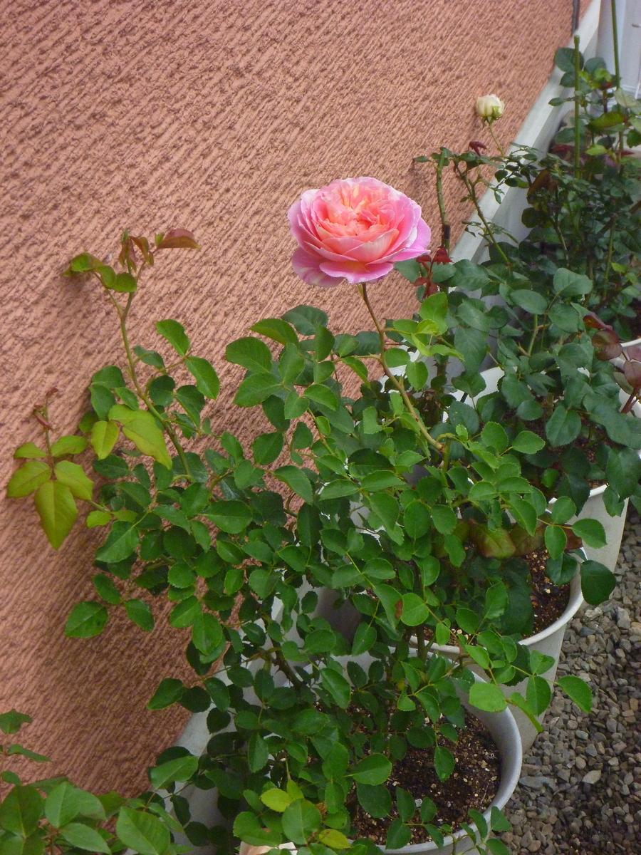 f:id:verandarosegarden:20200510073224j:plain f:id:verandarosegarden:20200510073224j:plain