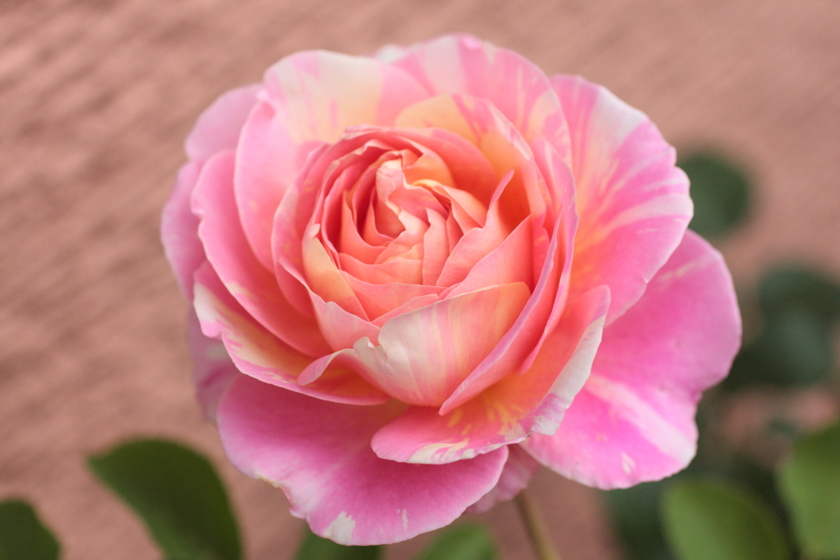 f:id:verandarosegarden:20200510073502j:plain f:id:verandarosegarden:20200510073502j:plain