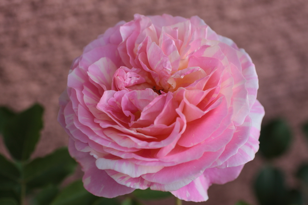 f:id:verandarosegarden:20200511110019j:plain f:id:verandarosegarden:20200511110019j:plain