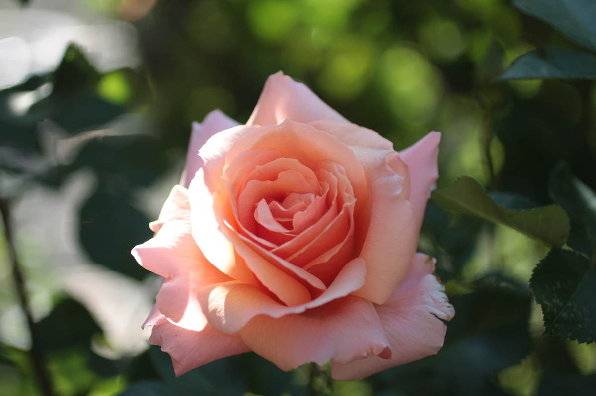 f:id:verandarosegarden:20200511190637j:plain f:id:verandarosegarden:20200511190637j:plain