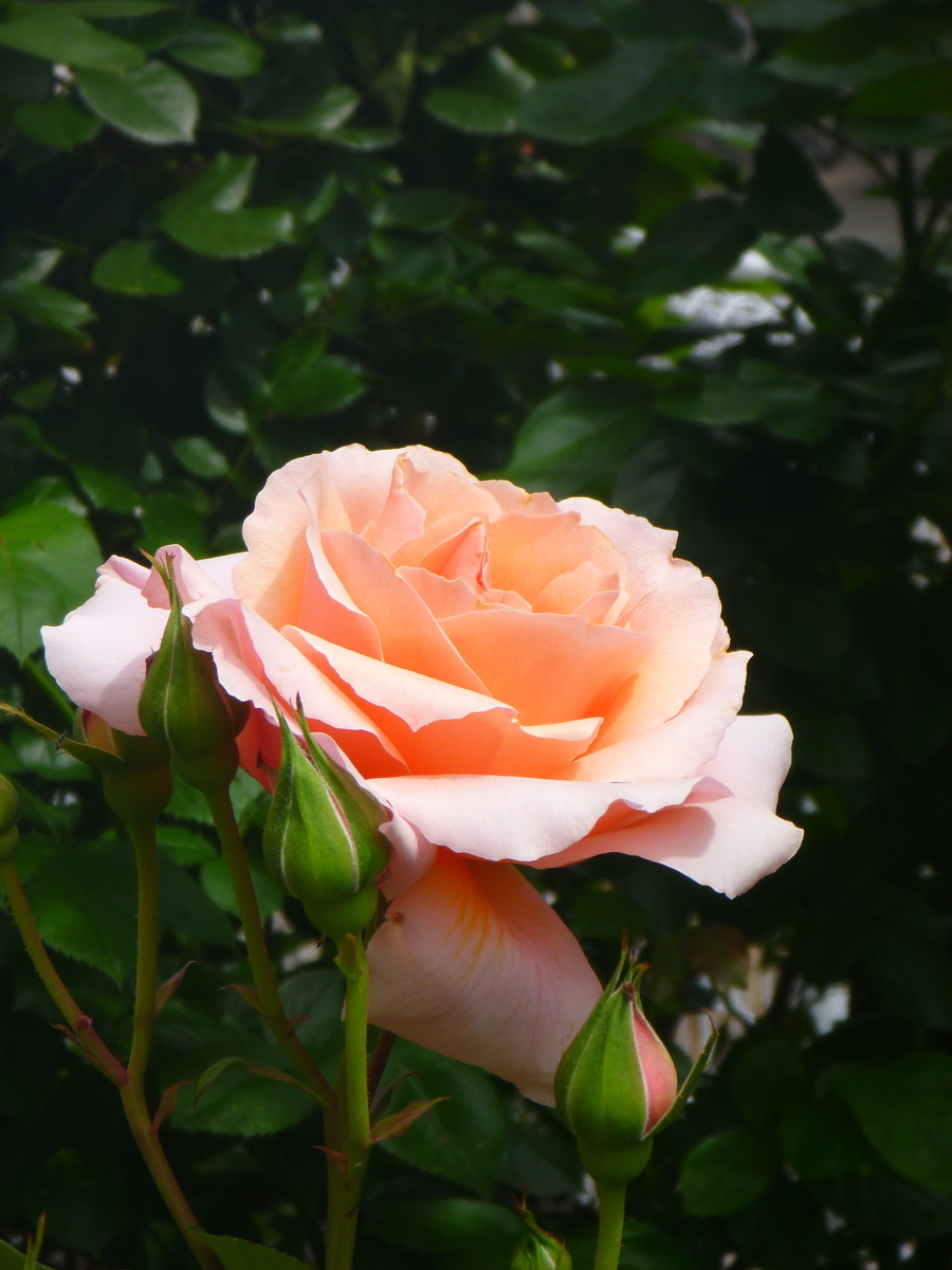 f:id:verandarosegarden:20200511190710j:plain f:id:verandarosegarden:20200511190710j:plain