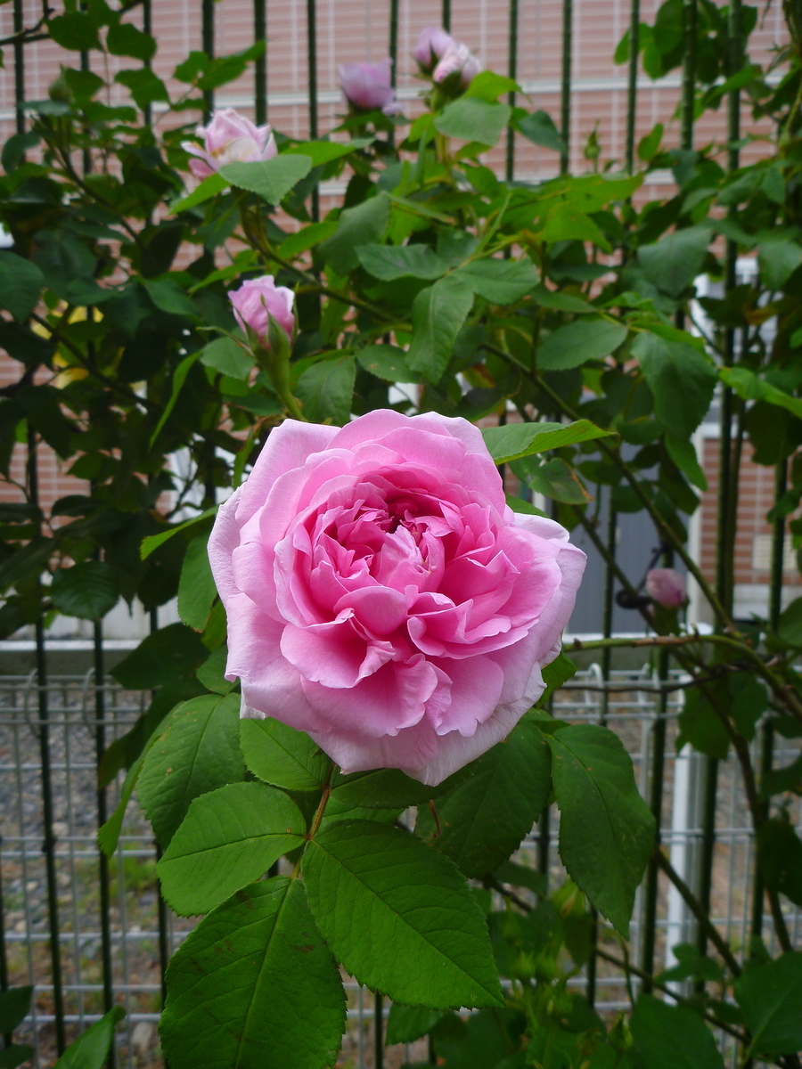 f:id:verandarosegarden:20200513194324j:plain