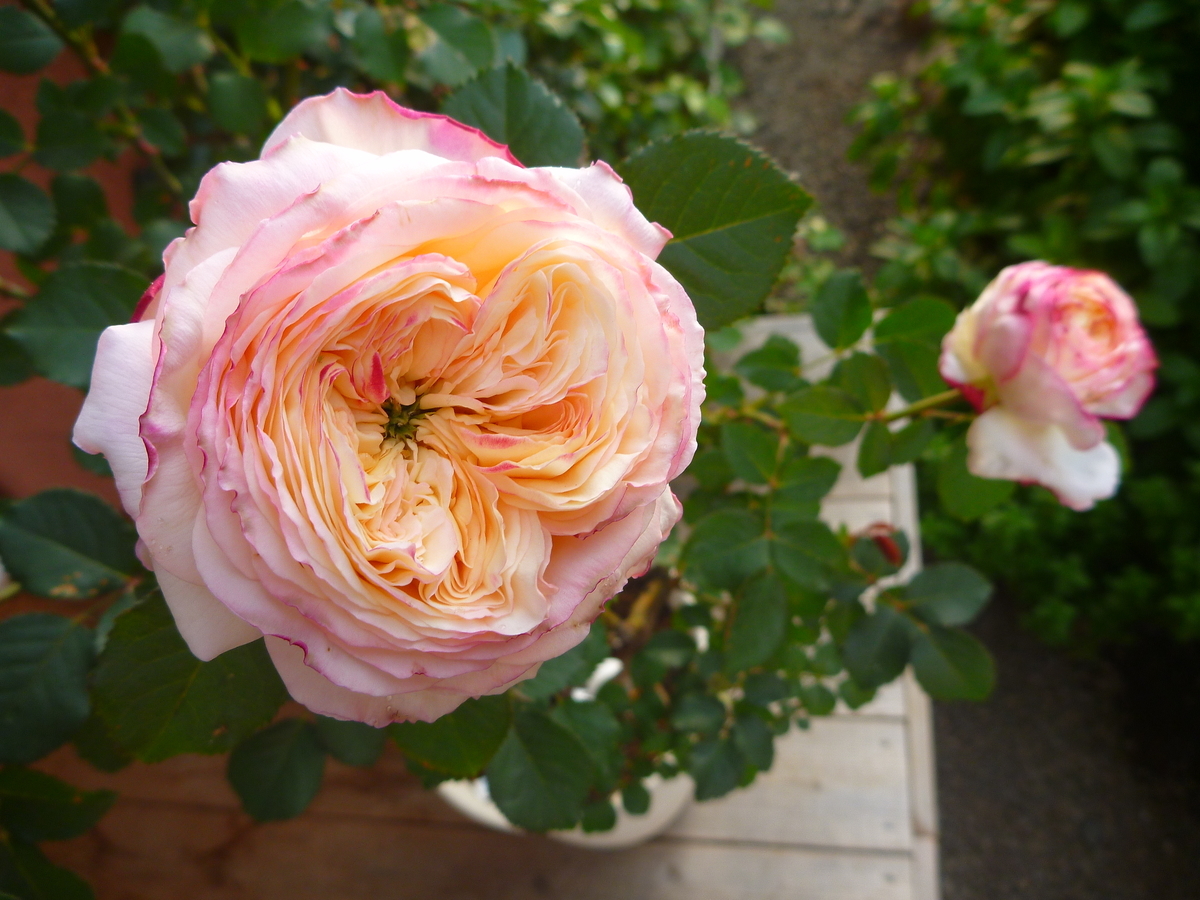 f:id:verandarosegarden:20200513195645j:plain