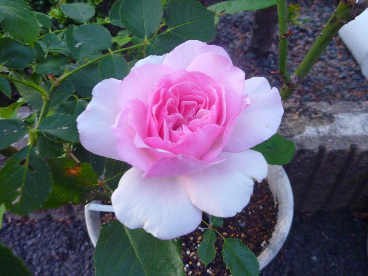 f:id:verandarosegarden:20200513201229j:plain f:id:verandarosegarden:20200513201229j:plain