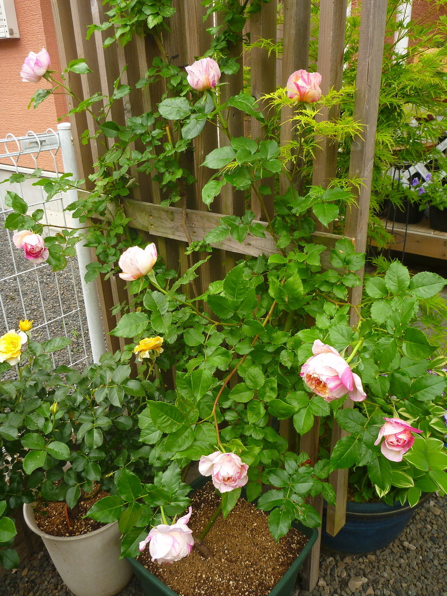 f:id:verandarosegarden:20200517060836j:plain