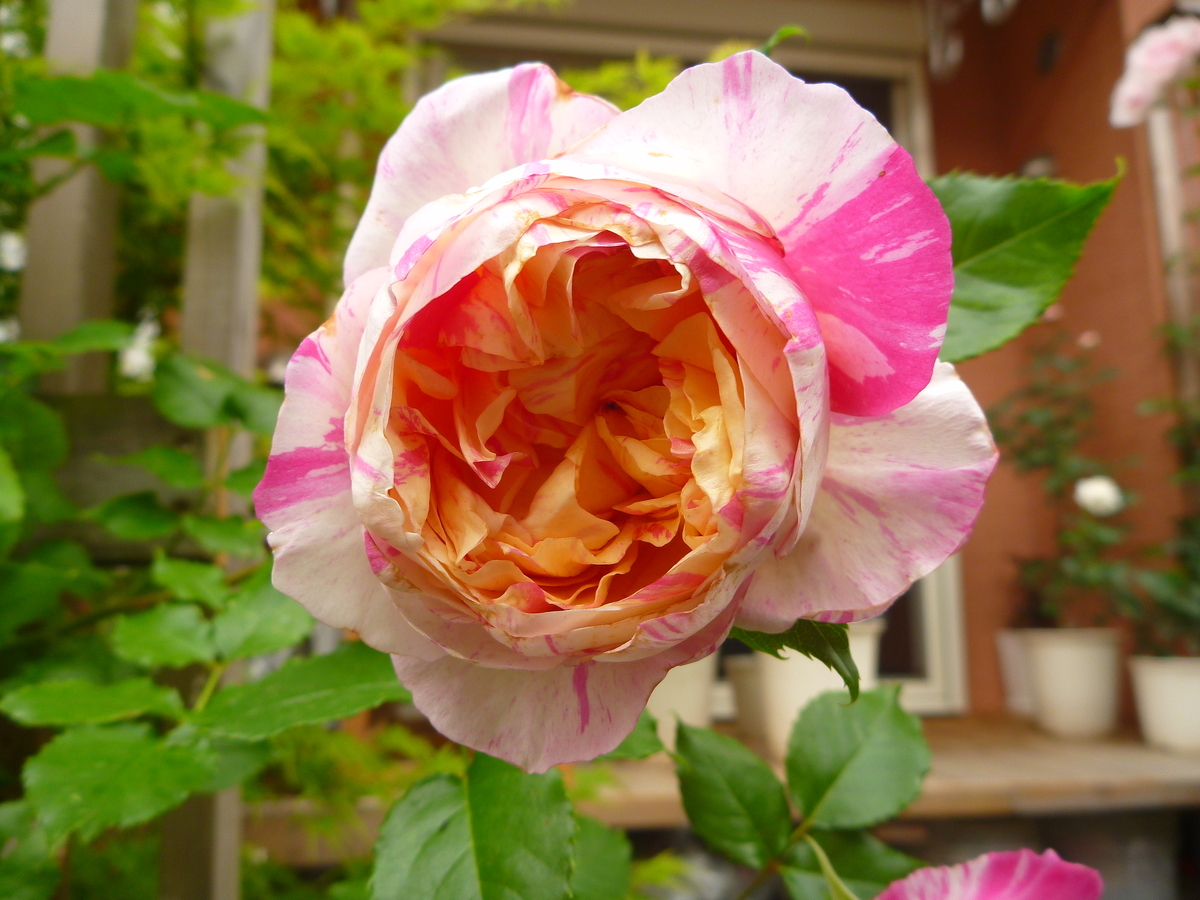 f:id:verandarosegarden:20200517061125j:plain