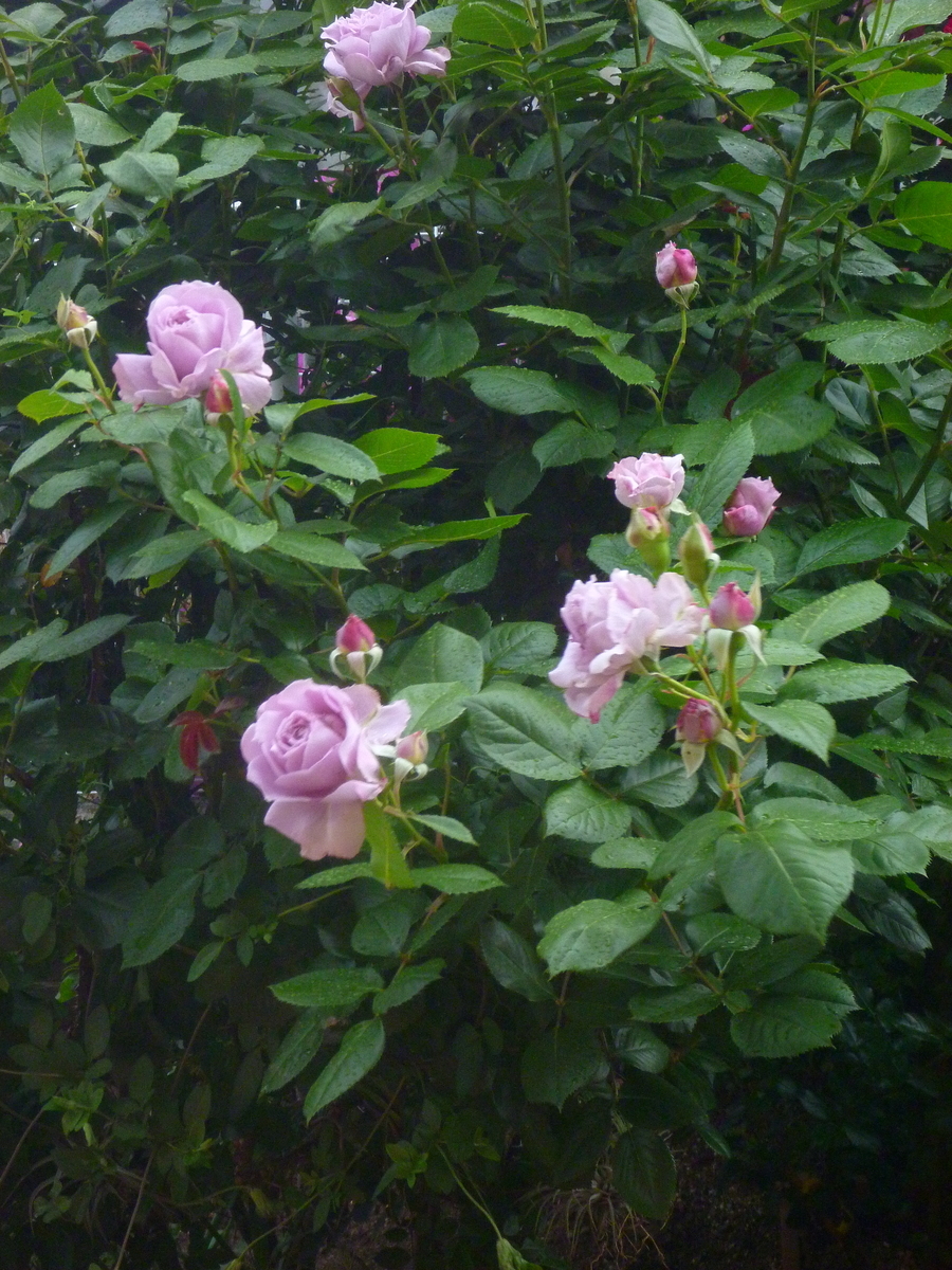 f:id:verandarosegarden:20200517061726j:plain f:id:verandarosegarden:20200517061726j:plain