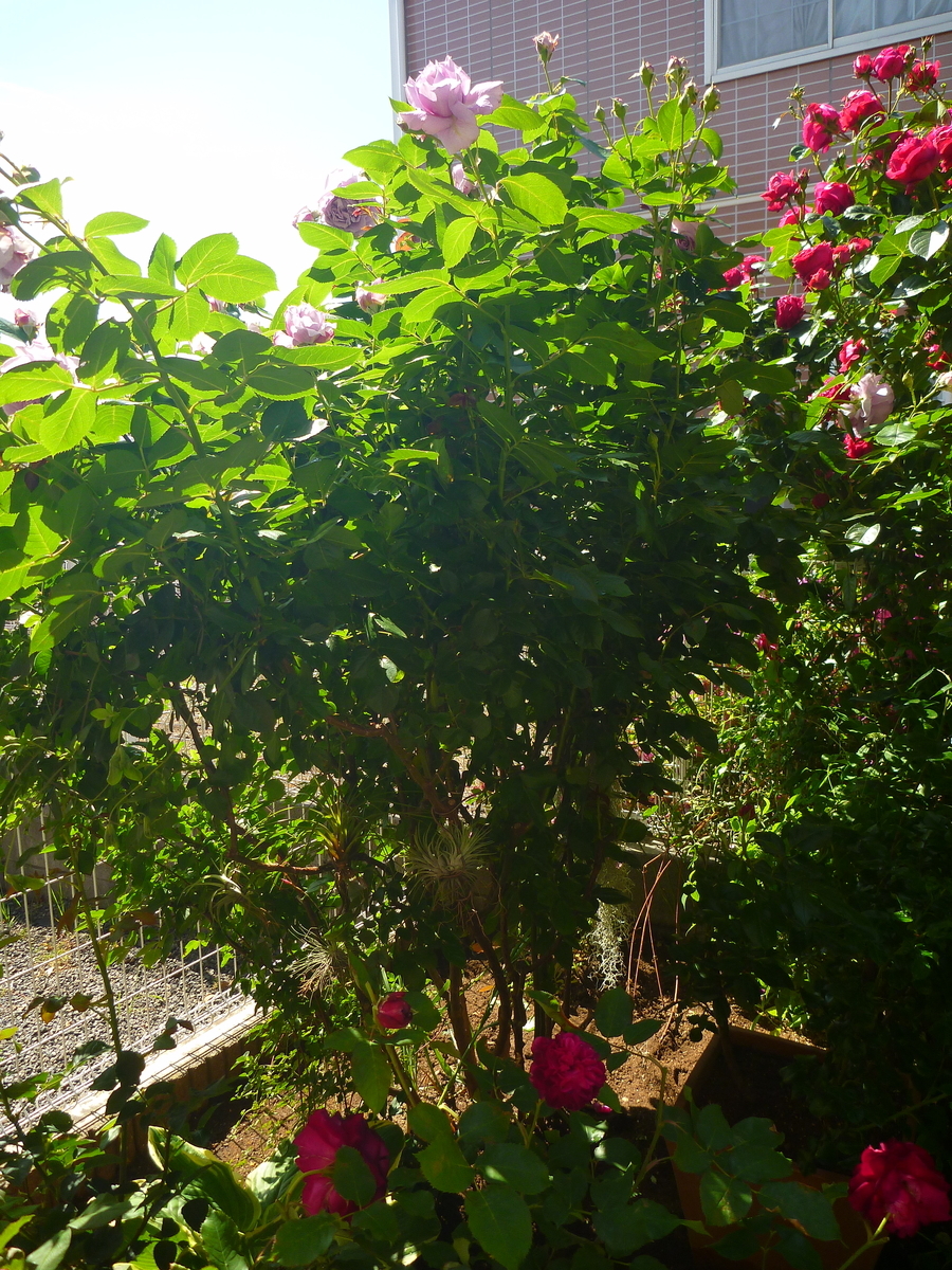 f:id:verandarosegarden:20200517164254j:plain f:id:verandarosegarden:20200517164254j:plain