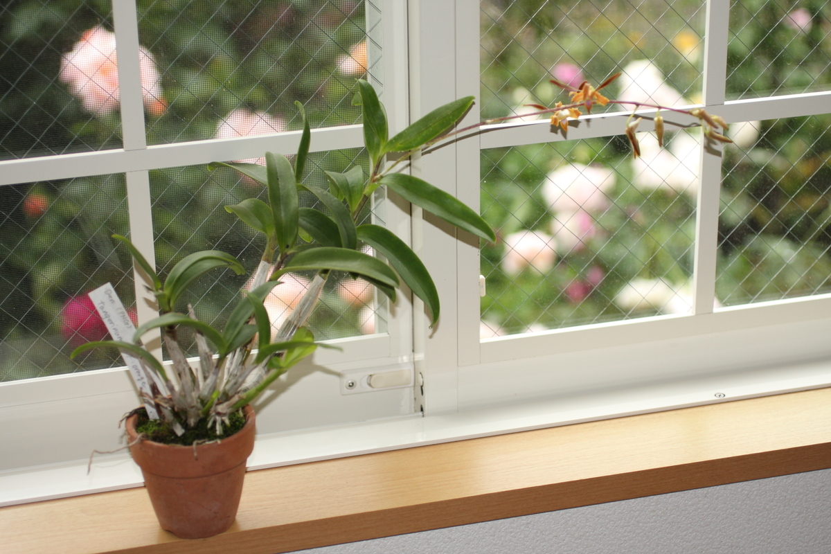 f:id:verandarosegarden:20200517172027j:plain