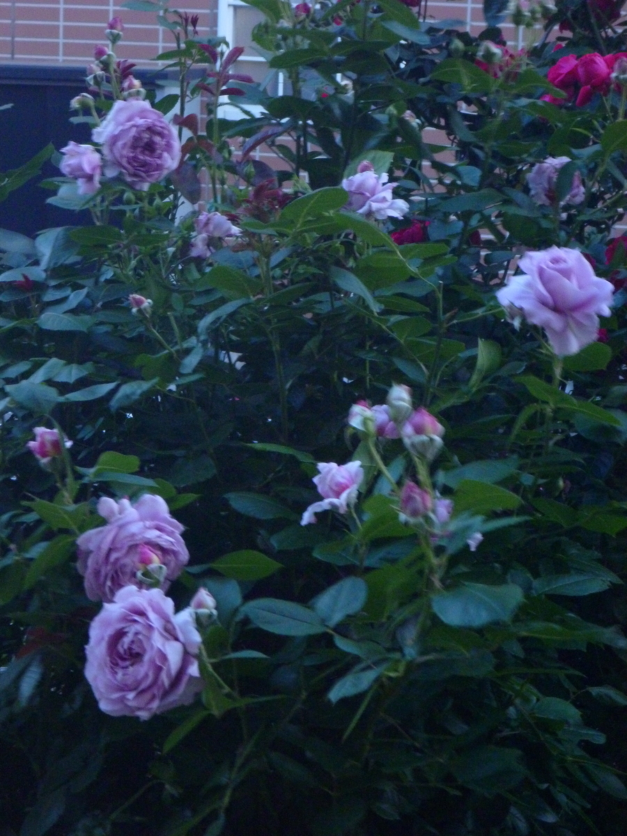 f:id:verandarosegarden:20200518195750j:plain f:id:verandarosegarden:20200518195750j:plain