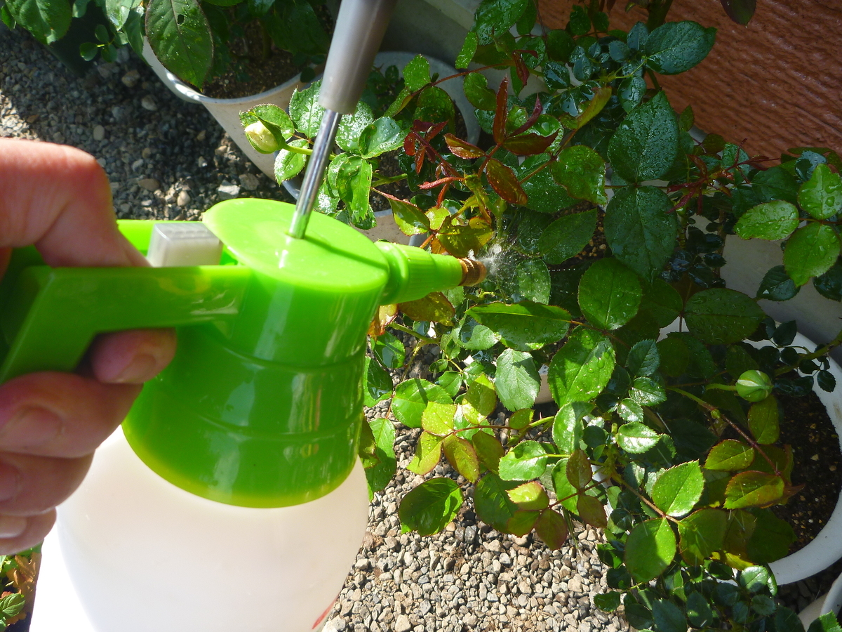 f:id:verandarosegarden:20200523190636j:plain