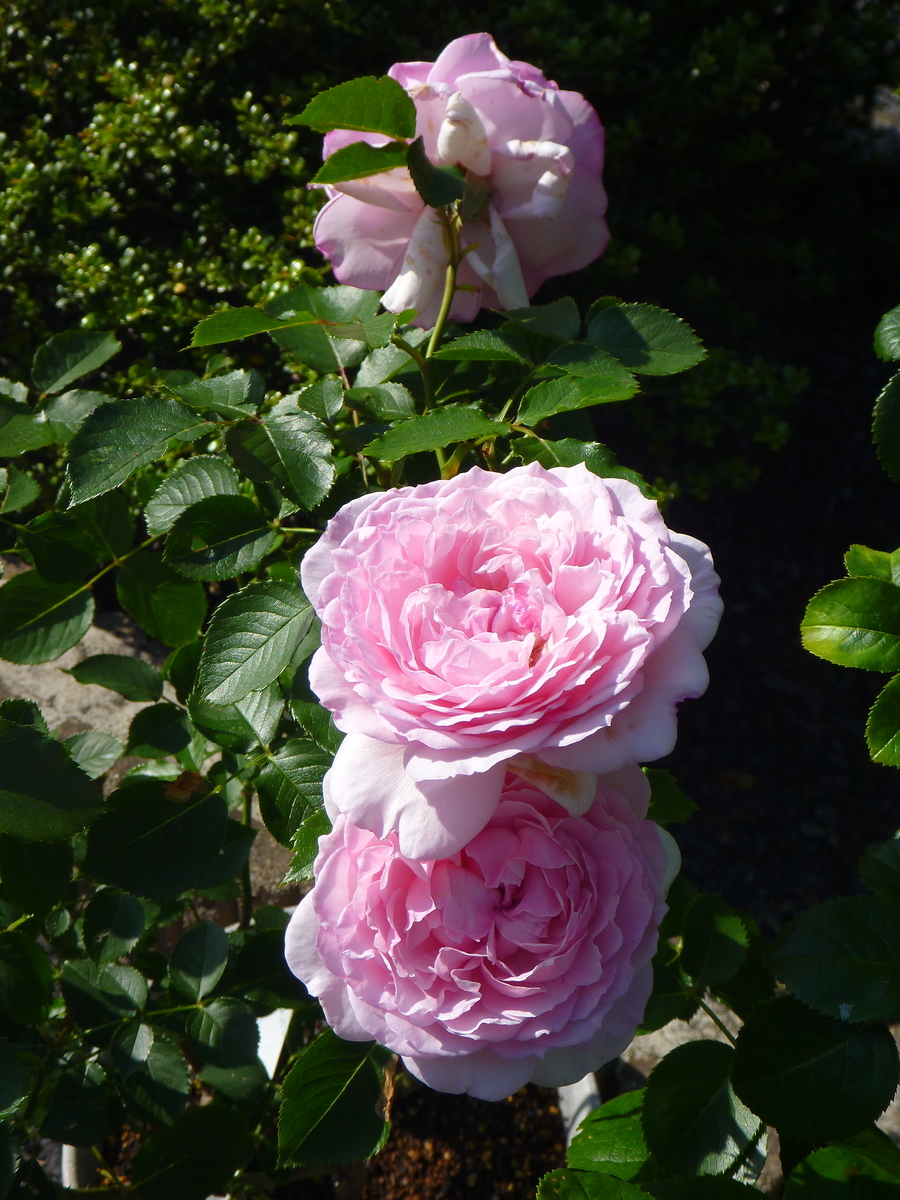 f:id:verandarosegarden:20200523194731j:plain f:id:verandarosegarden:20200523194731j:plain